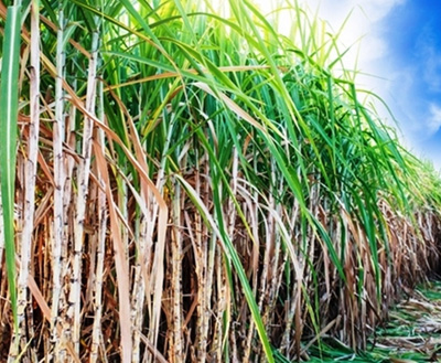 sugarcane_farmer