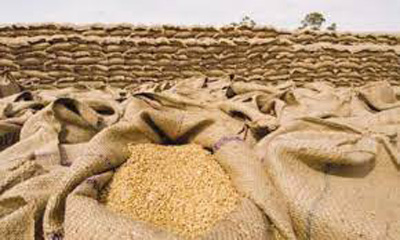 Wheat Arrival in Punjab