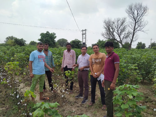 cotton crop inspection
