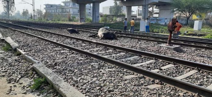 7 Cows Died In Sampla Due To Train Grip