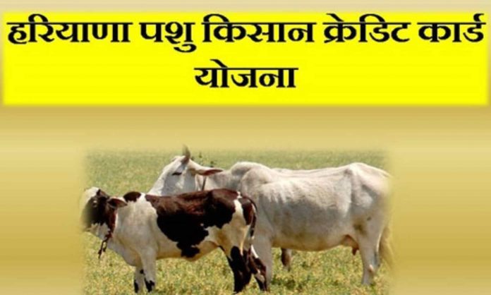 Pashupalak Kisan Credit Card Scheme