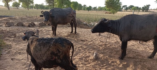 Four Animals Scorched By Fire, a Young Man