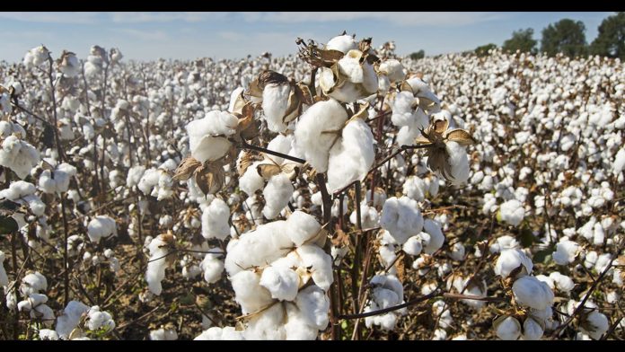 Cotton Production in Haryana