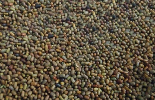 Date Extend For Dhaincha Seeds
