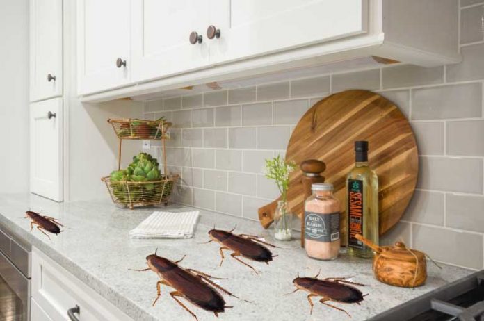 Home Remedies To Get Rid Of Cockroaches Present In The Kitchen