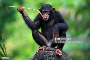  Baal Jagat: Intelligent Monkey