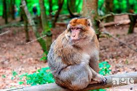 Baal Jagat: Intelligent Monkey