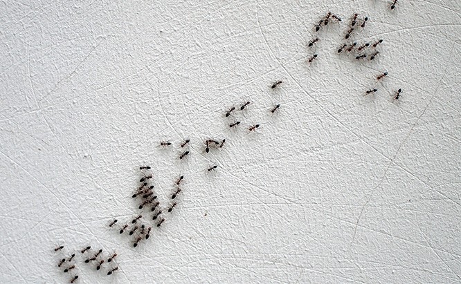 Vastu Tips For Black Ants