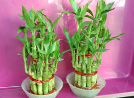 Vastu Tips For Bamboo Plant
