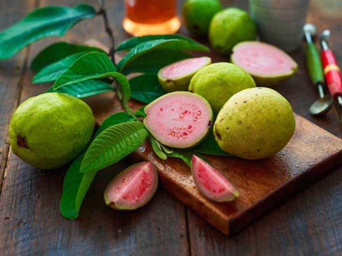 Guava Leaves Are Beneficial