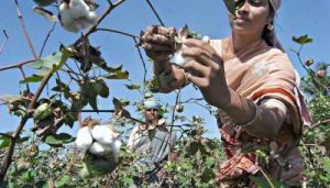 Cotton Production in Haryana