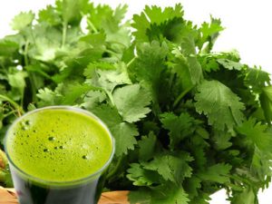 Green Coriander Is Beneficial For Health