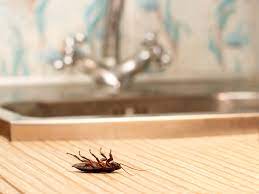 Home Remedies To Get Rid Of Cockroaches Present In The Kitchen