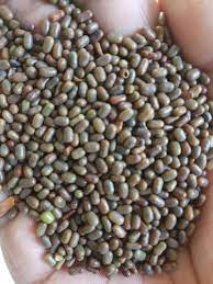 80 percent subsidy will be given on Dhencha seed