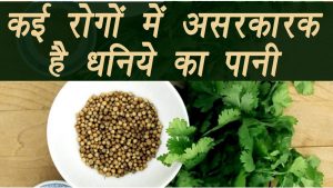 Green Coriander Is Beneficial For Health