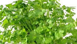 Coriander Cultivation 