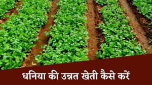 Coriander Cultivation 