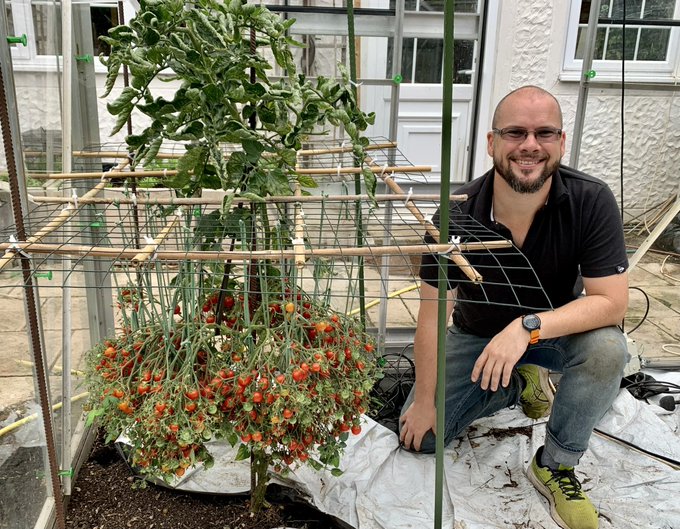 Gardener Grows 1269 Tomatoes on One Stem 