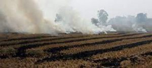 Farmers Do Not Burn the Residue