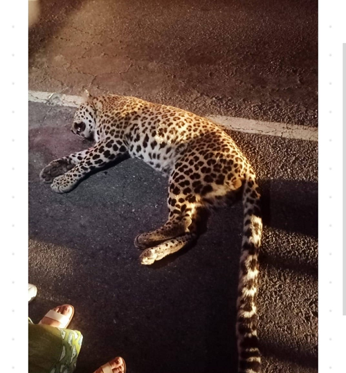Leopard hit by Truck, Dies