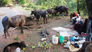 Nomadic Gujjars Moved to Hilly Areas