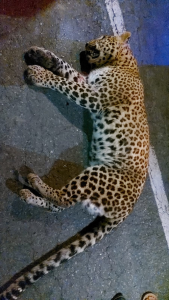 Leopard hit by Truck, Dies