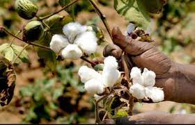 Desi cotton is a profitable deal