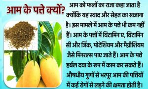 Mango Is King Of Fruits