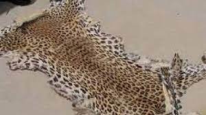 One Arrested For Smuggling Leopard Skins