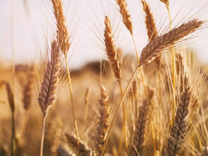 tal Wheat Procurement Target