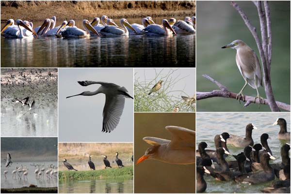11 हजार पक्षी प्रजातियों का अध्ययन
