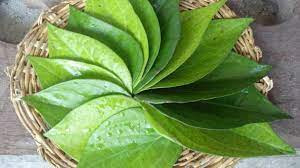 Tremendous Benefits Of Eating Paan Daily