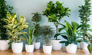Plants To Keep House 