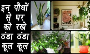 Plants To Keep House 