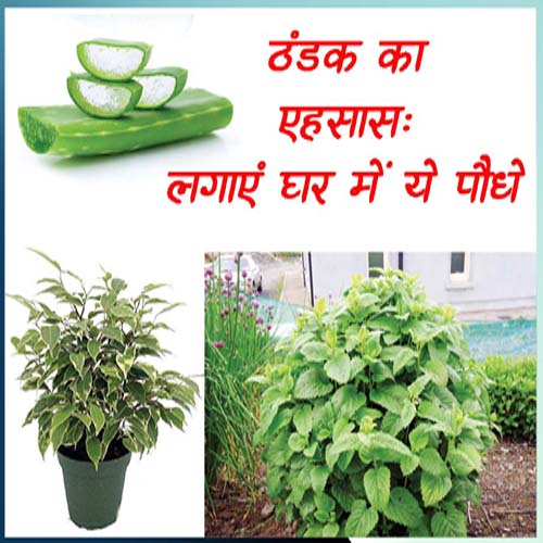 Plants To Keep House