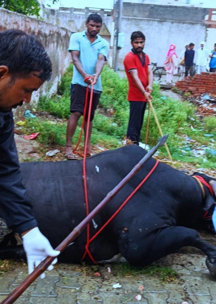 Panipat News/Kamdhenu Upchar Seva Samiti took out a 5 foot long and 10 inch thick spear that entered the body of the bull