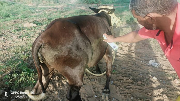 Lumpy disease found in cows