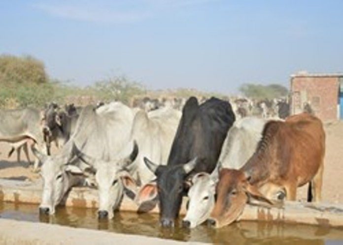 Panipat News/Youth Save the future by joining the animal husbandry sector: DC