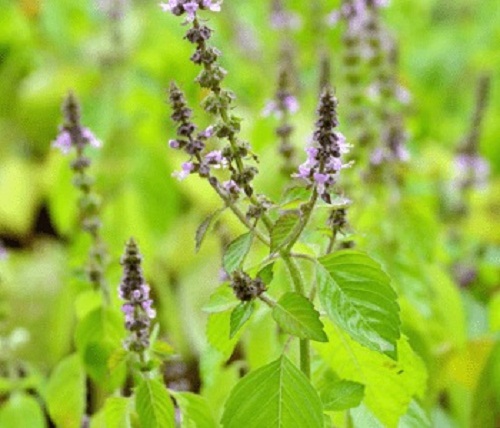 Physical deficiencies are fulfilled by the use of herbs