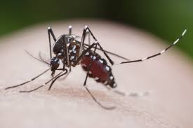 Beware of Dengue