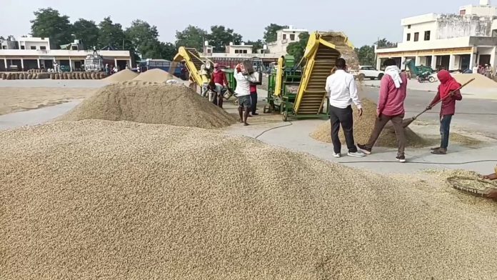 Farmers arrived with paddy crop in the mandis
