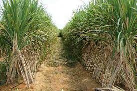 Panipat News/Sowing co-crops with sugarcane will get an incentive of Rs 3600