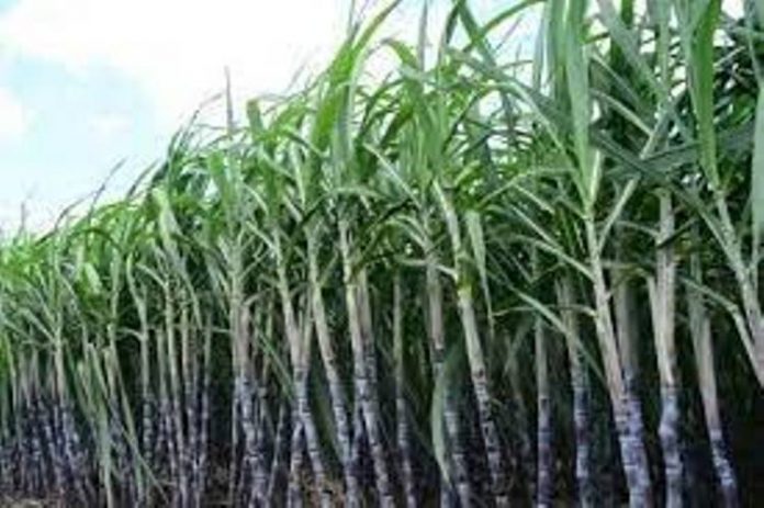 Panipat News/Sowing co-crops with sugarcane will get an incentive of Rs 3600