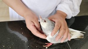 Free Treatment Of Birds