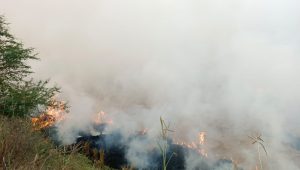 Stubble burning cases