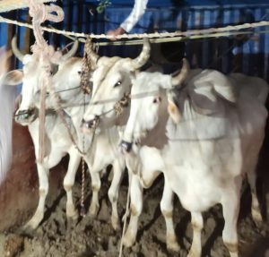 Panipat News/Gau Raksha Dal and Kamdhenu Treatment Service Committee 