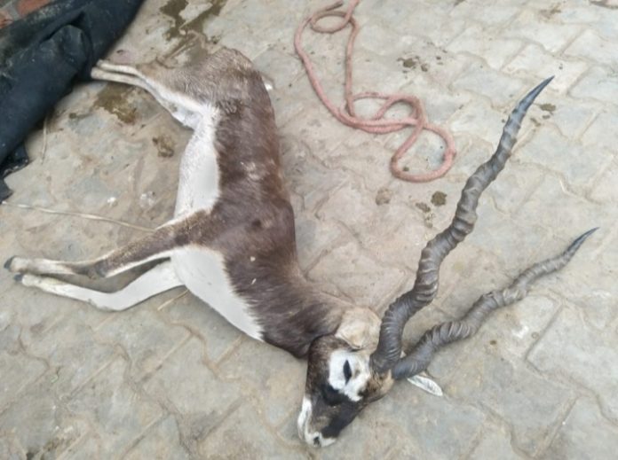 Panipat News/Dogs hunted a black deer.injured deer died