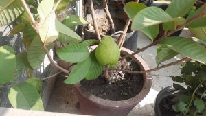 Farming started on the roof of the house