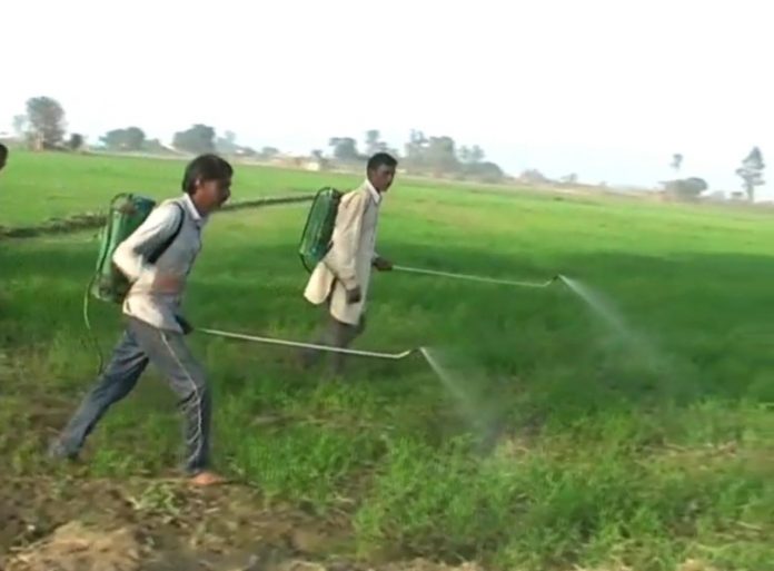 Increasing speed of Mandusi plants in wheat field increased farmers' concerns