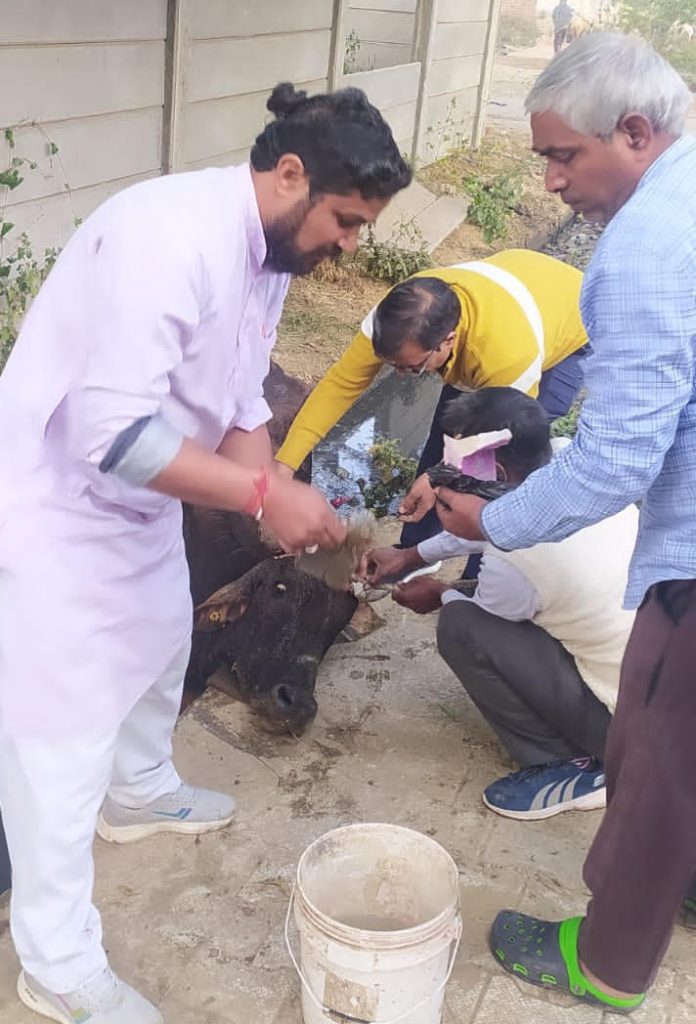Gauvansh's service group treated the injured bull